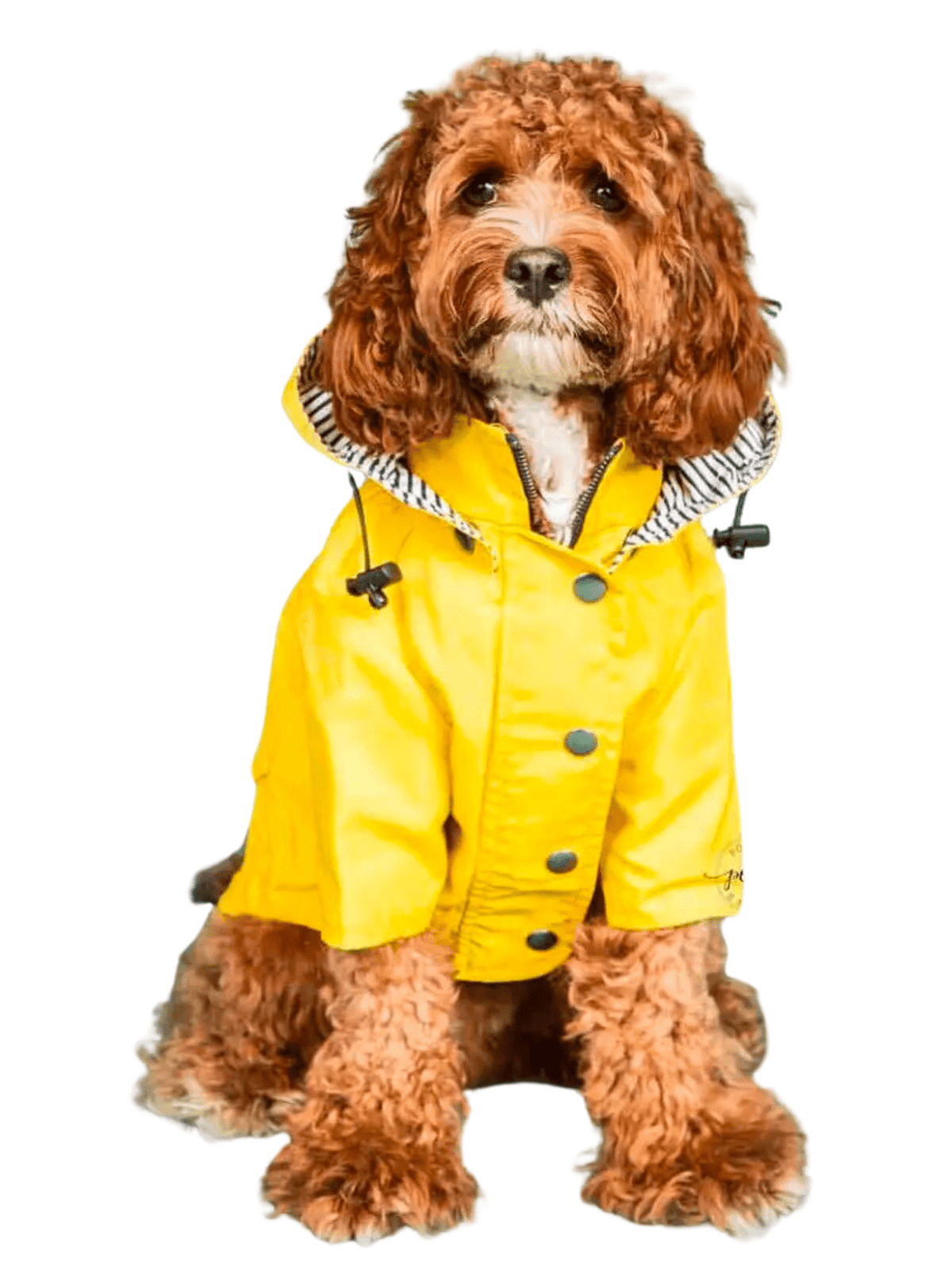 Poncho Chien Chic  Jaune / L / Polyester